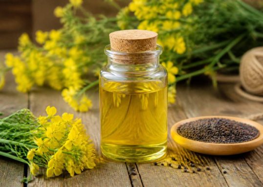 Canola huile : tout savoir sur ses bienfaits et ses usages